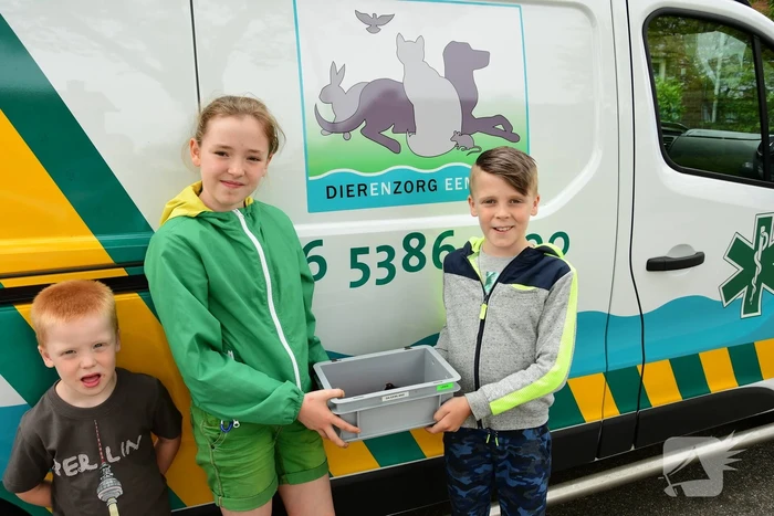 Bram (10) en Jamie (10) redden jonge meerkoetjes uit sloot