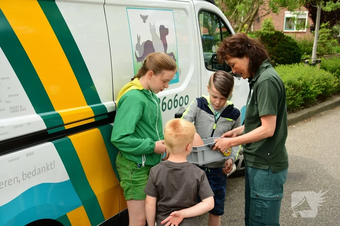 Bram (10) en Jamie (10) redden jonge meerkoetjes uit sloot