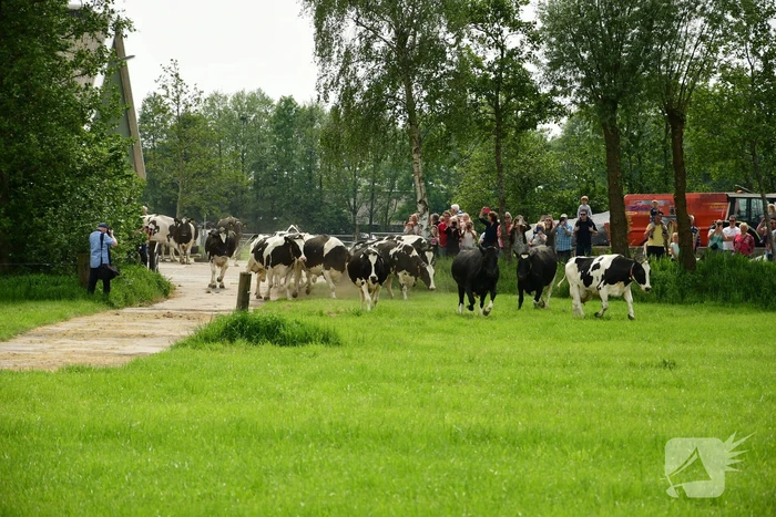 Veel publiek bij open dag en koeiendans