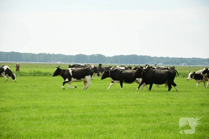 Veel publiek bij open dag en koeiendans