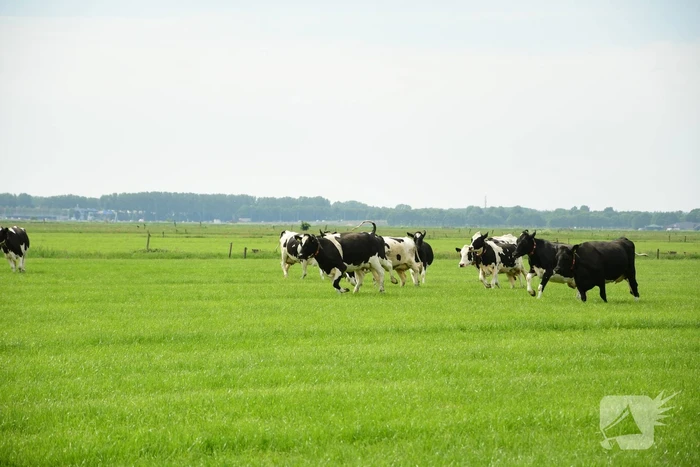 Veel publiek bij open dag en koeiendans