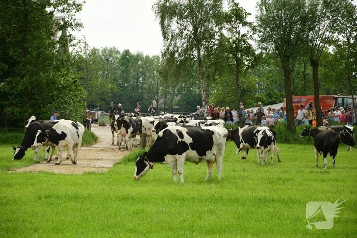 Veel publiek bij open dag en koeiendans