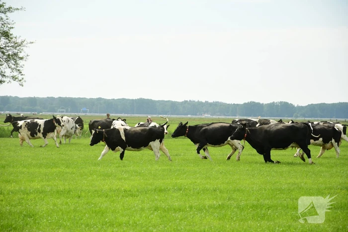 Veel publiek bij open dag en koeiendans