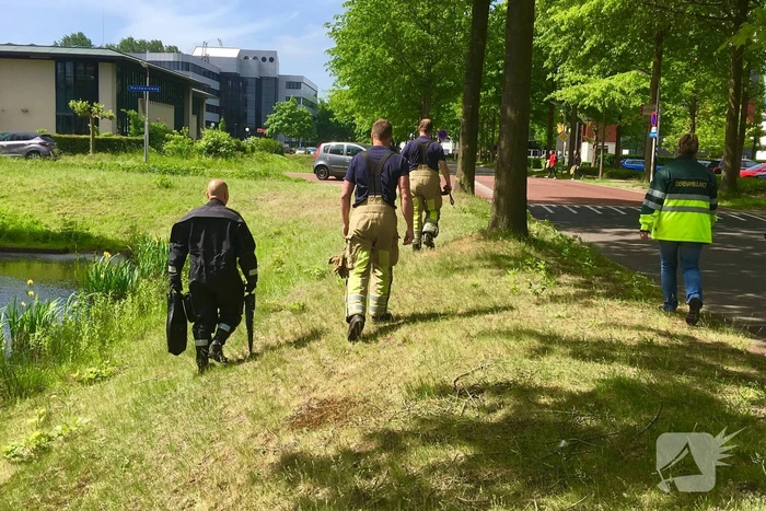 Gewonden zwaan ontsnapt aan redders