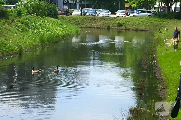 Gewonden zwaan ontsnapt aan redders