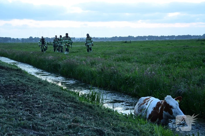 Brandweer redt koe uit sloot