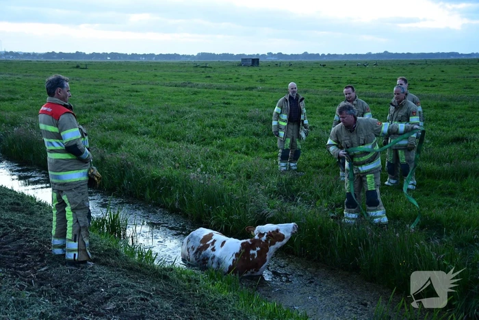 Brandweer redt koe uit sloot