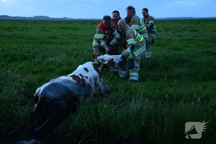 Brandweer redt koe uit sloot