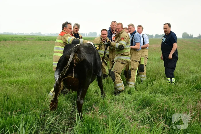 Mountainbiker treft eenzame koe aan in sloot