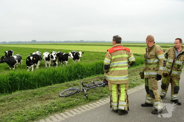 Mountainbiker treft eenzame koe aan in sloot