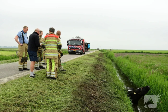 Mountainbiker treft eenzame koe aan in sloot