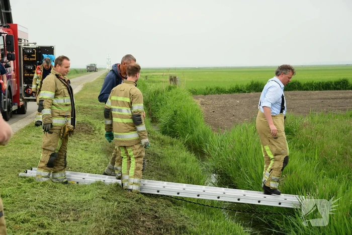 Mountainbiker treft eenzame koe aan in sloot