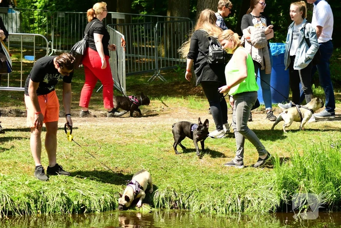 Kasteel in teken van hondenevenement