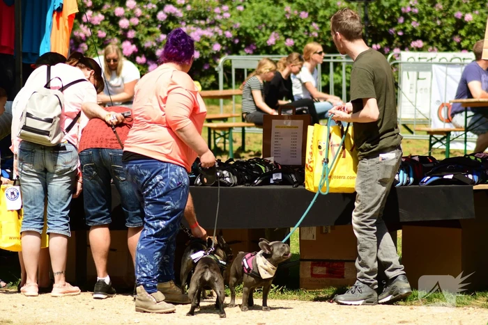 Kasteel in teken van hondenevenement