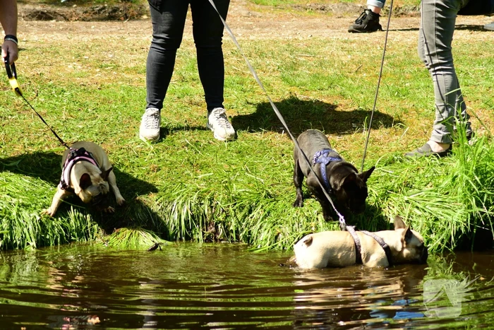 Kasteel in teken van hondenevenement