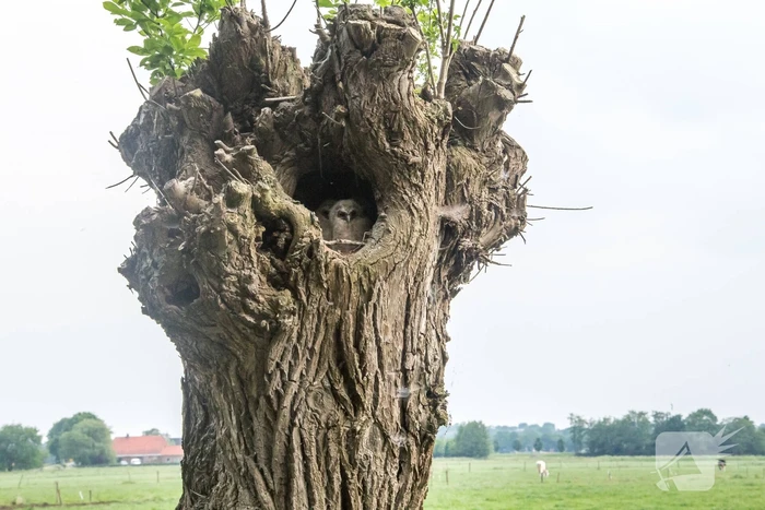 Bijzonder plaatje: nest met jonge uilen verstopt in boom