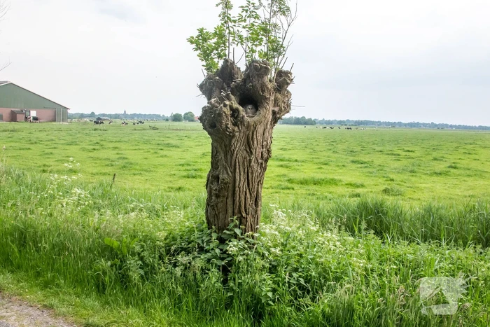 Bijzonder plaatje: nest met jonge uilen verstopt in boom