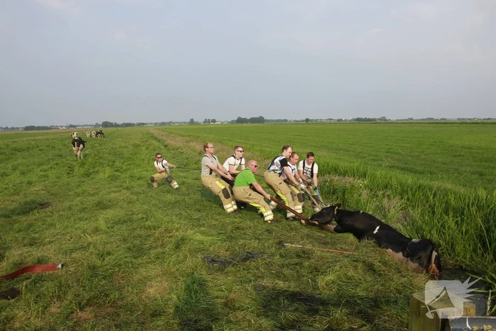 Schoolkinderen treffen gestrande koe in de sloot