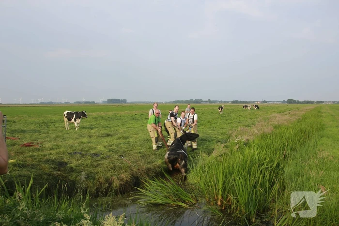 Schoolkinderen treffen gestrande koe in de sloot