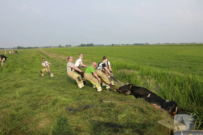 Schoolkinderen treffen gestrande koe in de sloot