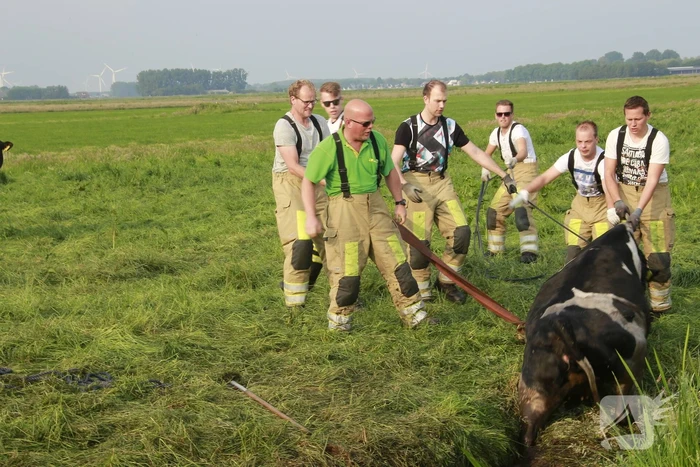 Schoolkinderen treffen gestrande koe in de sloot