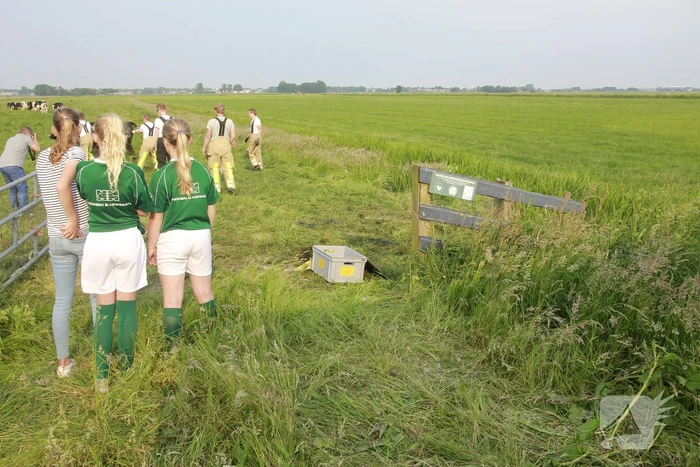 Schoolkinderen treffen gestrande koe in de sloot