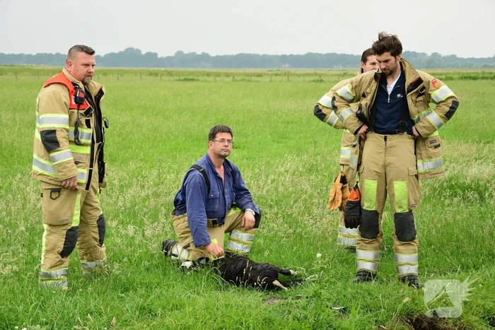 Voorbijgangers zien lammetje in de sloot