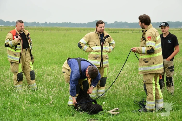 Voorbijgangers zien lammetje in de sloot