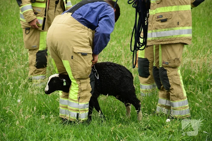 Voorbijgangers zien lammetje in de sloot