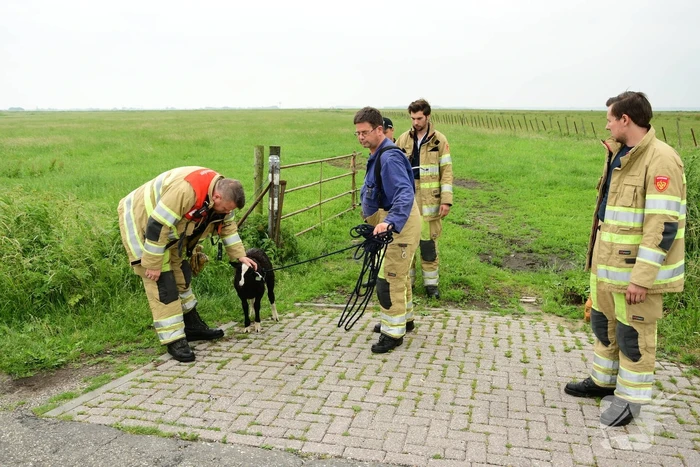 Voorbijgangers zien lammetje in de sloot