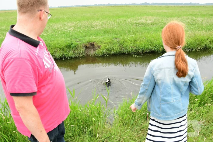 Voorbijgangers zien lammetje in de sloot