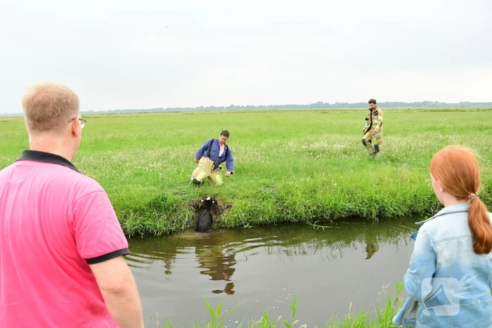 Voorbijgangers zien lammetje in de sloot