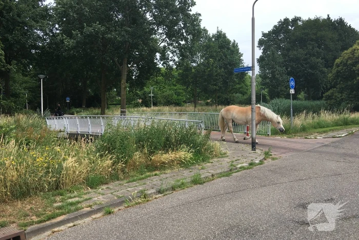 VIDEO: Losgebroken pony Aaron gevangen door omstander
