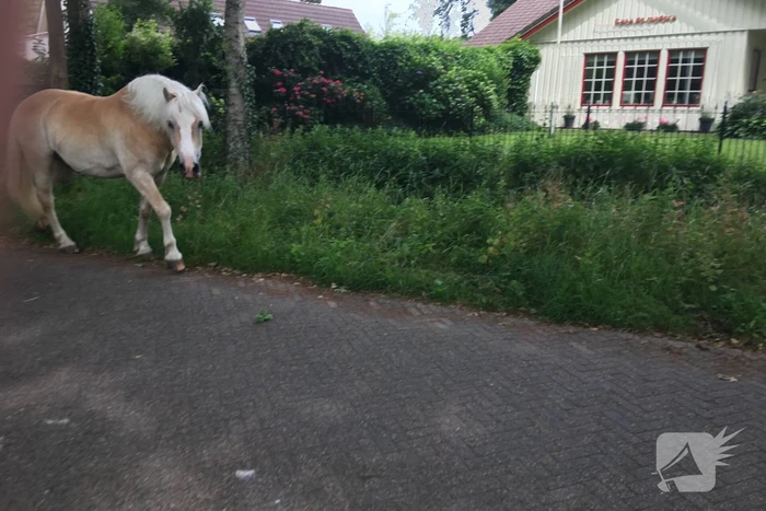 VIDEO: Losgebroken pony Aaron gevangen door omstander