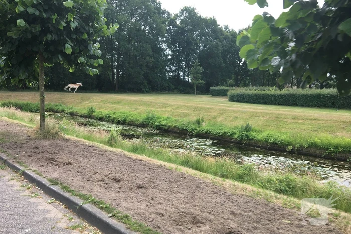 VIDEO: Losgebroken pony Aaron gevangen door omstander