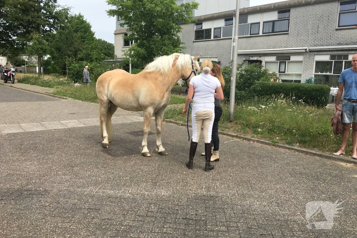 VIDEO: Losgebroken pony Aaron gevangen door omstander