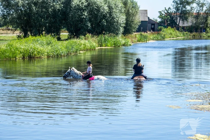 Zowel mens als dier zoeken verkoeling op
