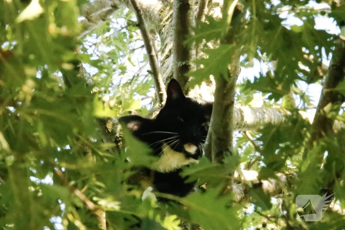 Kat Tommy zorgt voor lastige reddingsactie uit boom