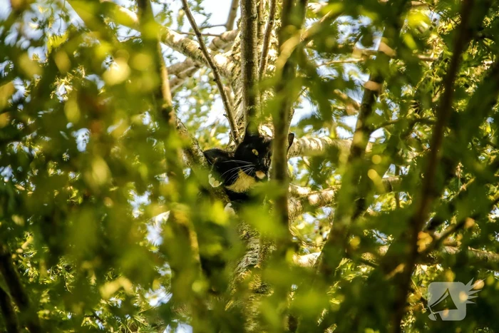 Kat Tommy zorgt voor lastige reddingsactie uit boom