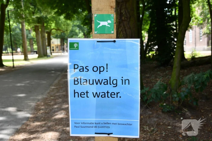 Staatsbosbeheer waarschuwt voor blauwalg bij Kasteel Groeneveld