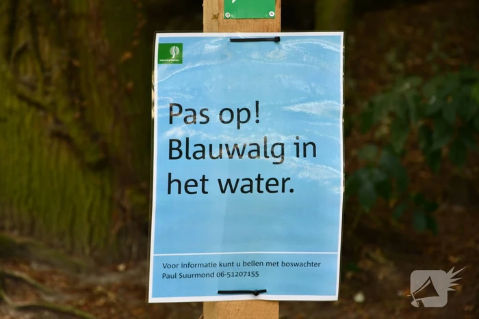 Staatsbosbeheer waarschuwt voor blauwalg bij Kasteel Groeneveld