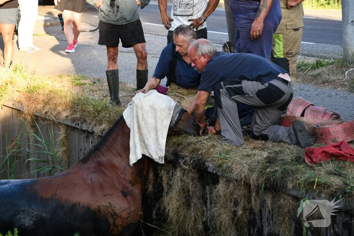 Moeilijke reddingsactie voor gevallen paard
