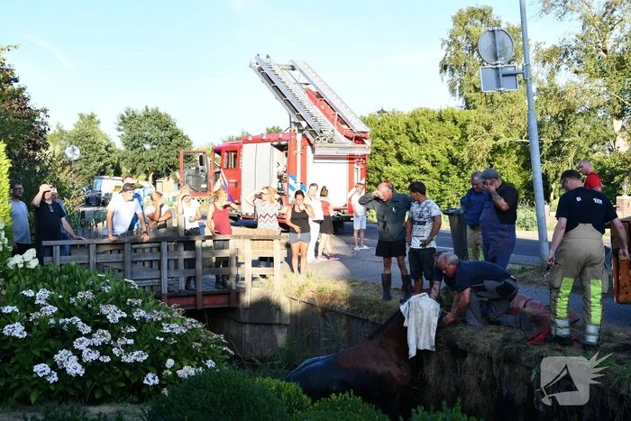 Moeilijke reddingsactie voor gevallen paard