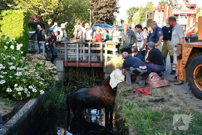 Moeilijke reddingsactie voor gevallen paard