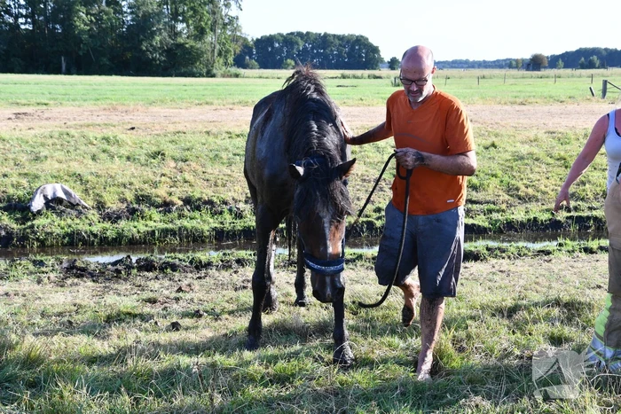 Paard Boris uit modderige sloot gered