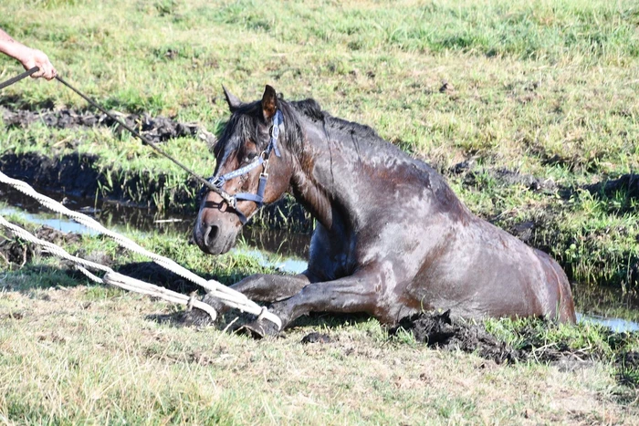 Paard Boris uit modderige sloot gered
