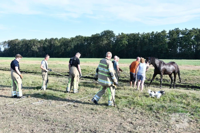 Paard Boris uit modderige sloot gered