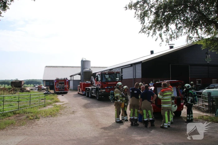 Dieren in stal onwel door dampen geoogst mais