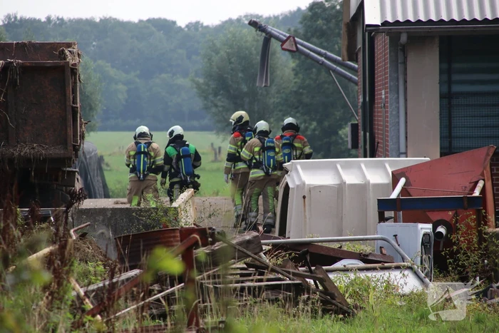 Dieren in stal onwel door dampen geoogst mais