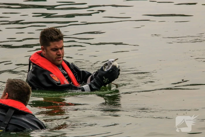 Verlamde meeuw uit water gered